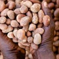 SHEA (KARITE) KERNELS
