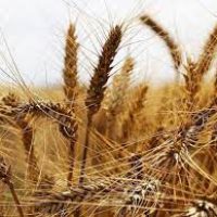 GRAINS