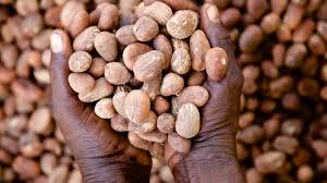 SHEA (KARITE) KERNELS