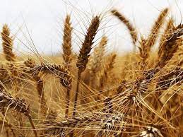 GRAINS